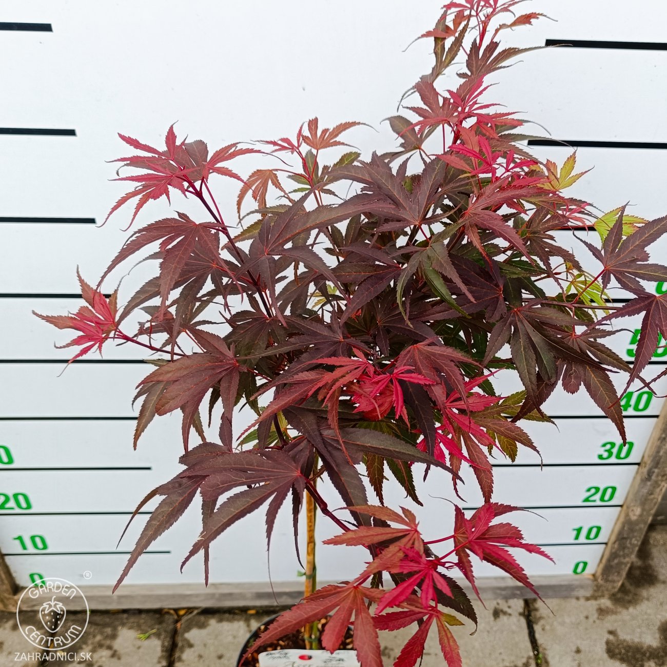 Obrázok Javor dlaňolistý (Acer Palmatum) ‘Shaina’ - výška 80-100 cm, kont.C4L - NA KMIENKU